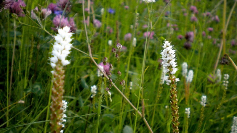 Bistorta vivipara (=Polygonum viviparum) / Poligono viviparo